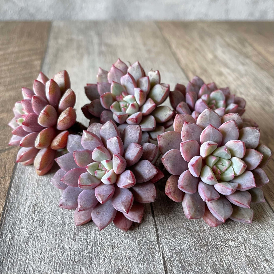 サブコリンボサ ラウ030 subcorymbosa Lau030 - 多肉植物の通販 tawawa