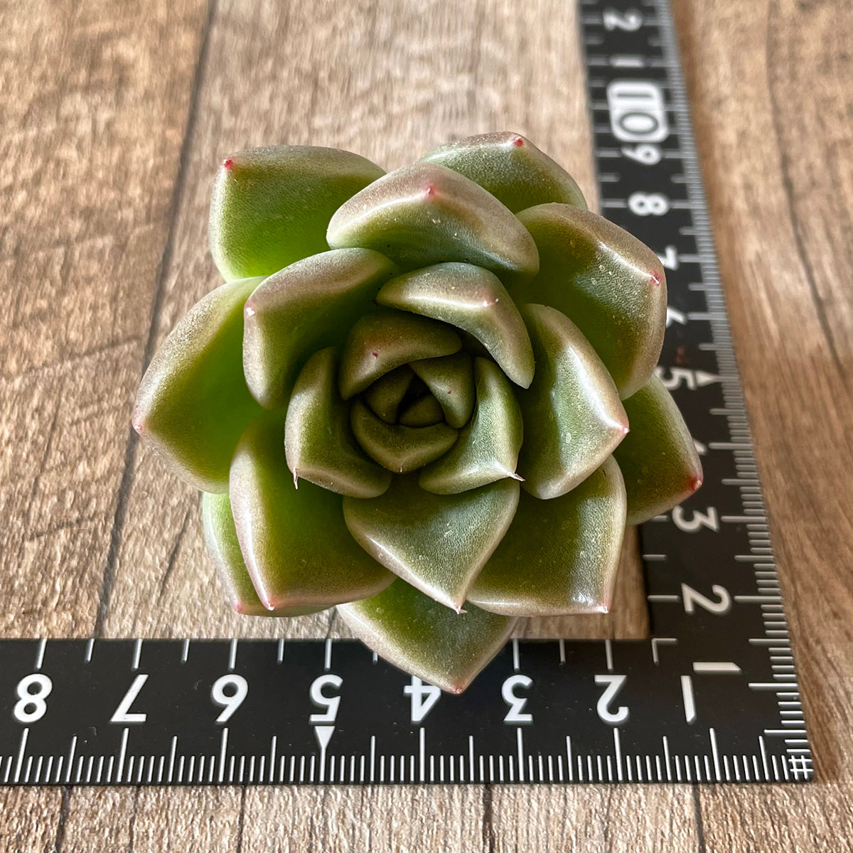 quartz