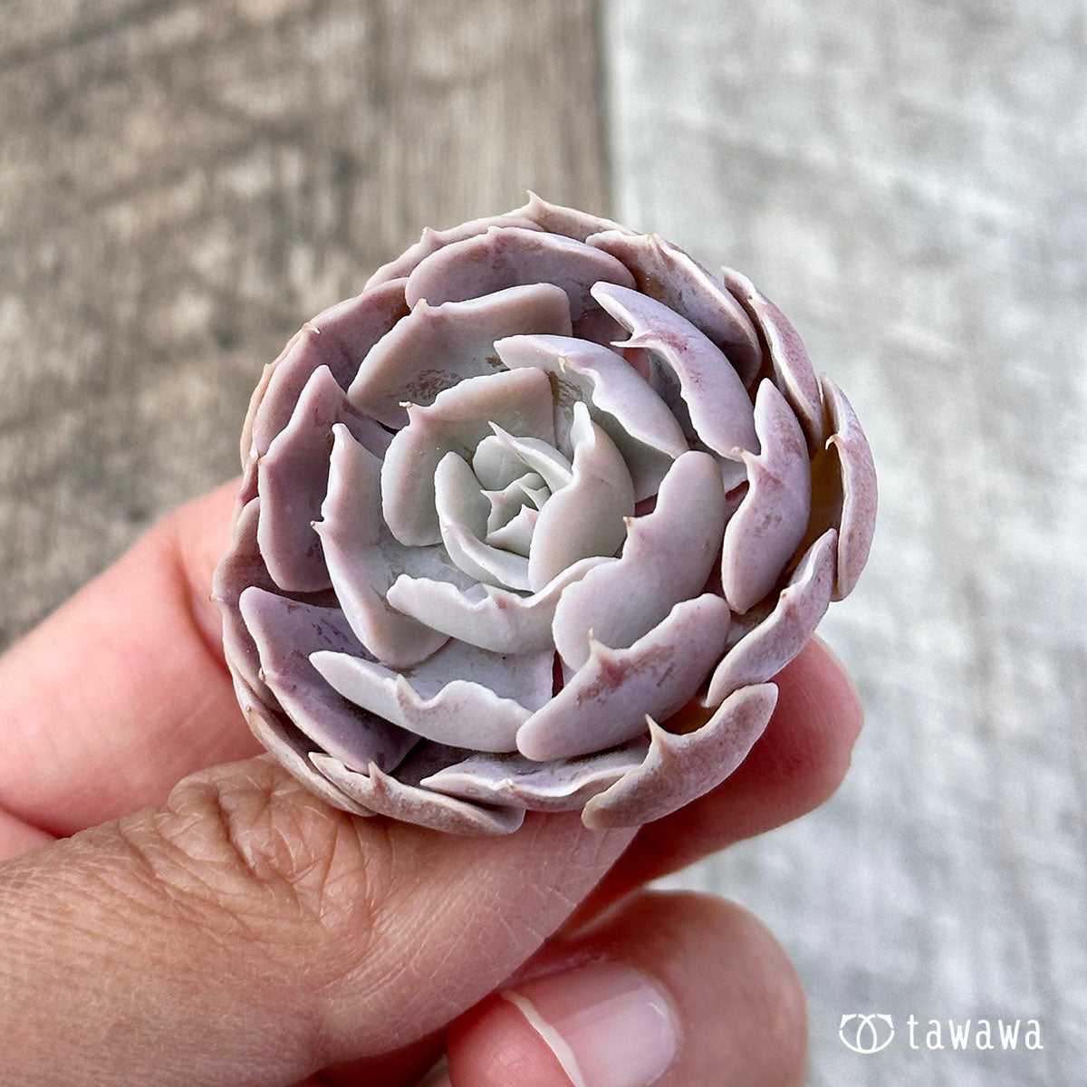 Sabiana Rose