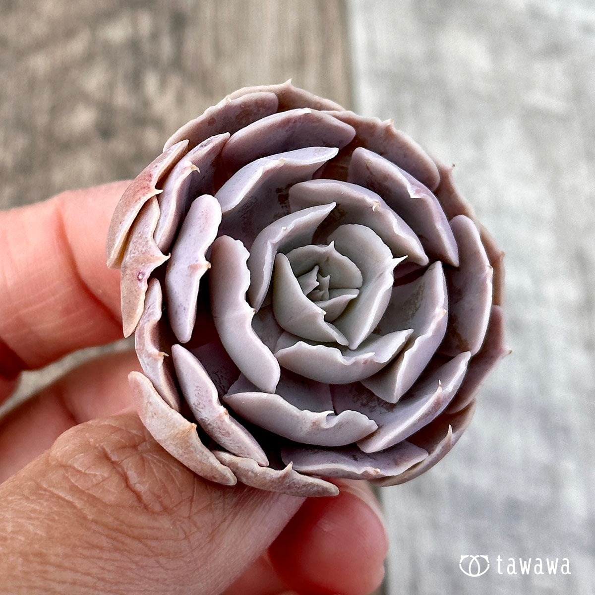 Sabiana Rose
