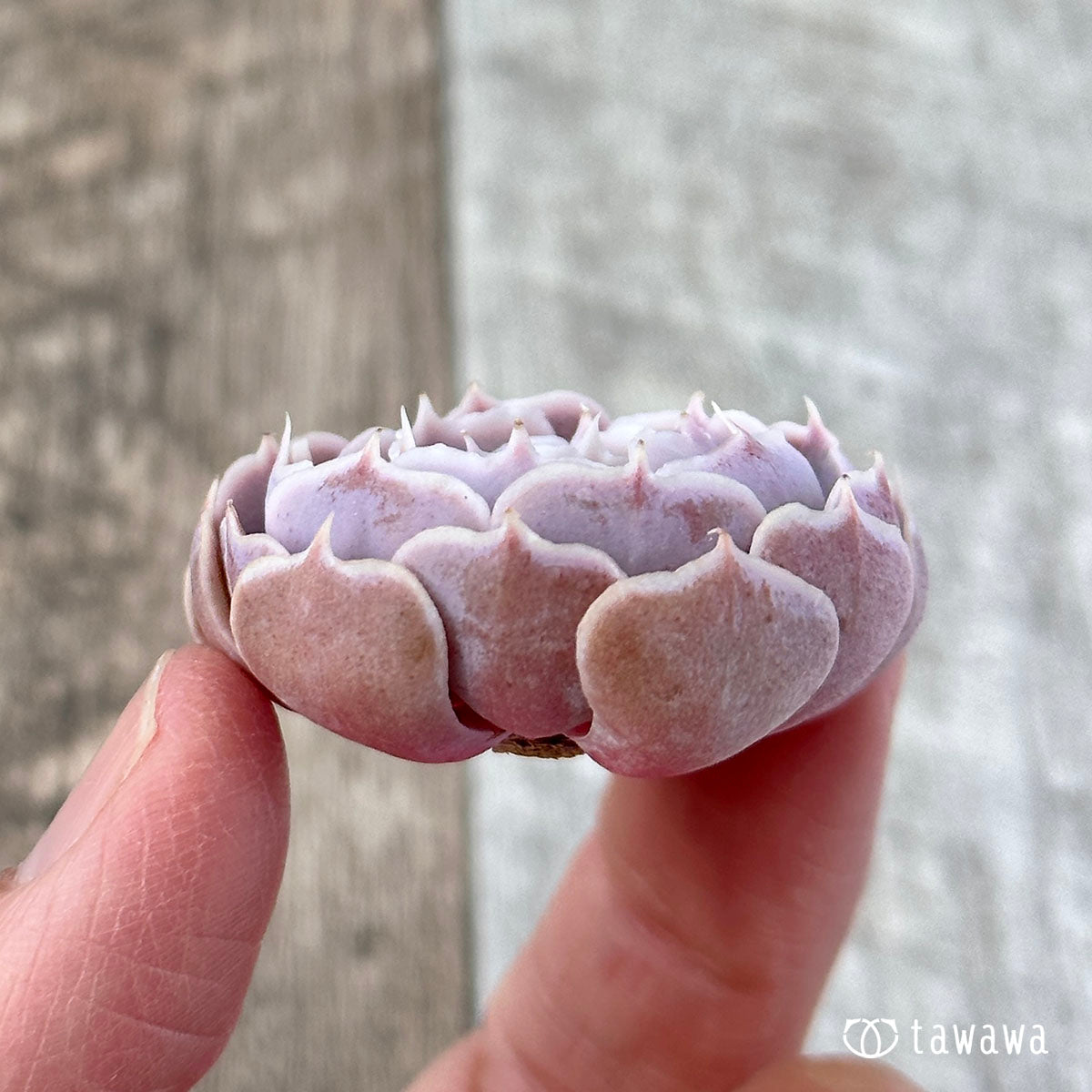 Sabiana Rose