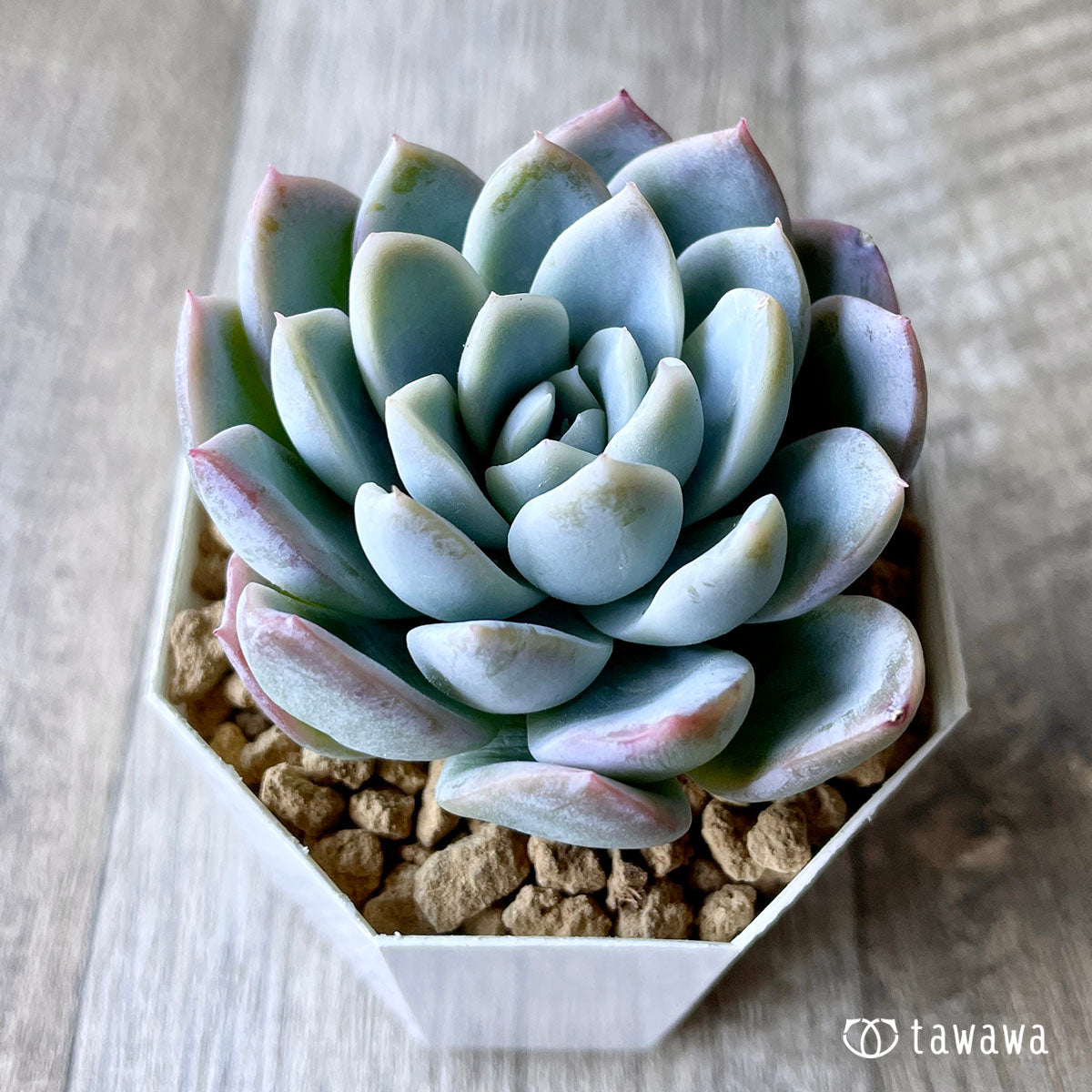 New Arrivals: Ice Green
