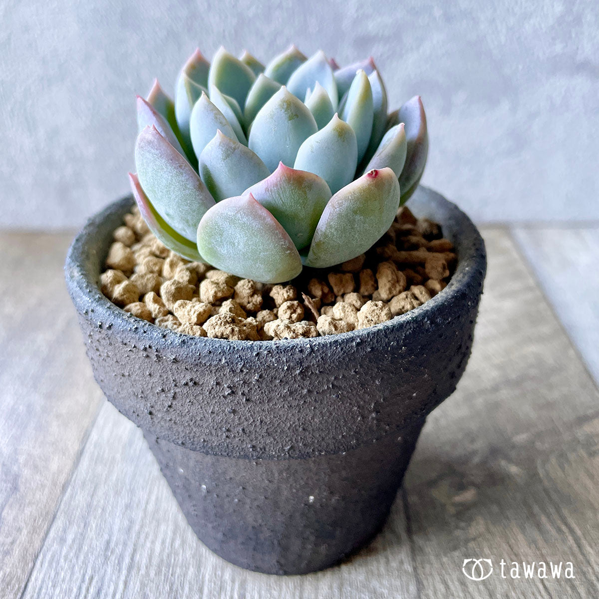 New Arrivals: Ice Green