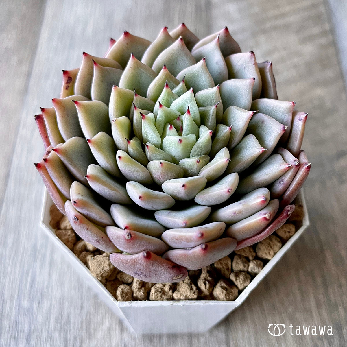 New Arrivals: Ice Green