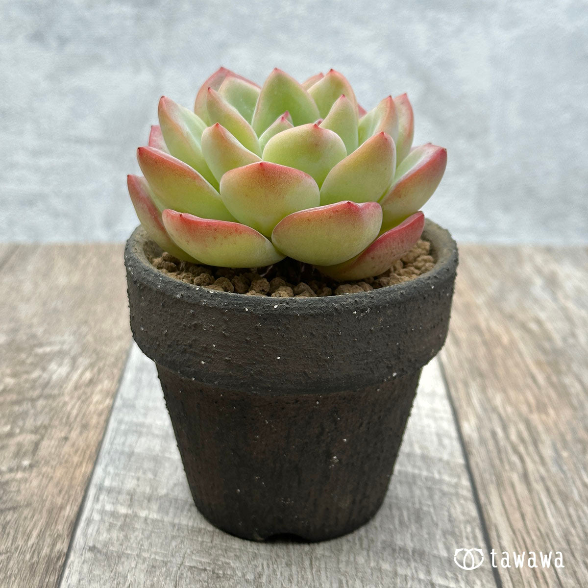 アマビレ