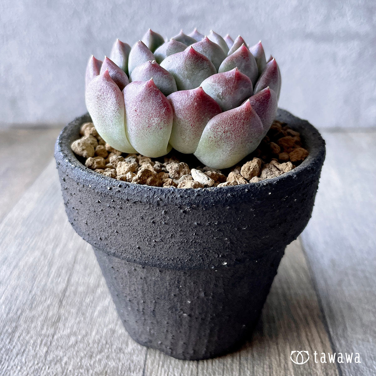 Hiarina Hyarina