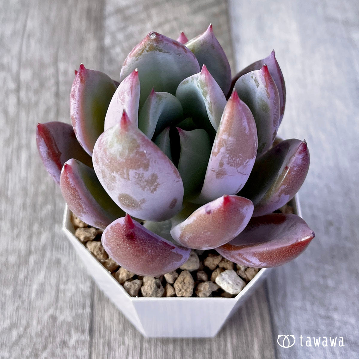 New Arrivals: Ice Green