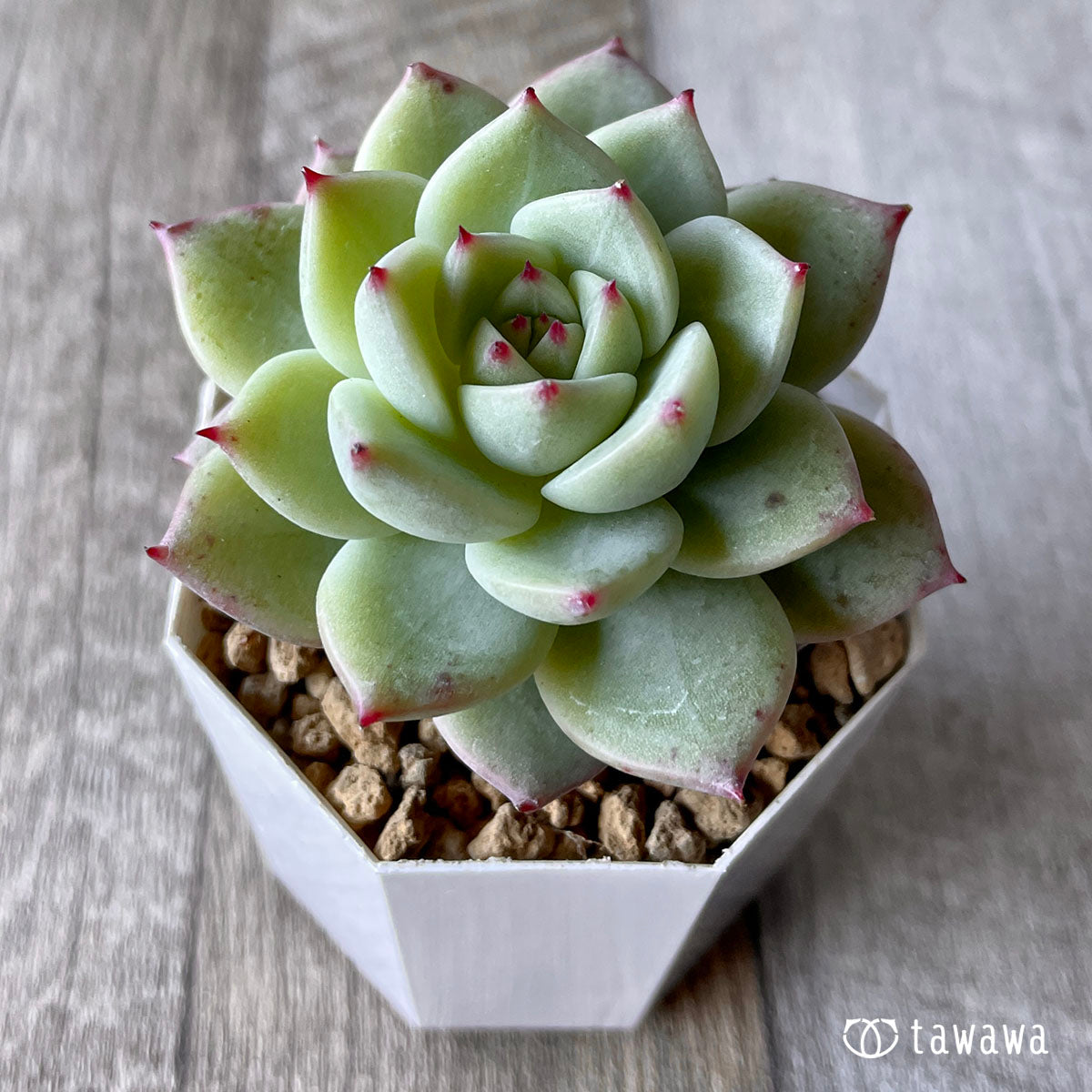 New Arrivals: Ice Green