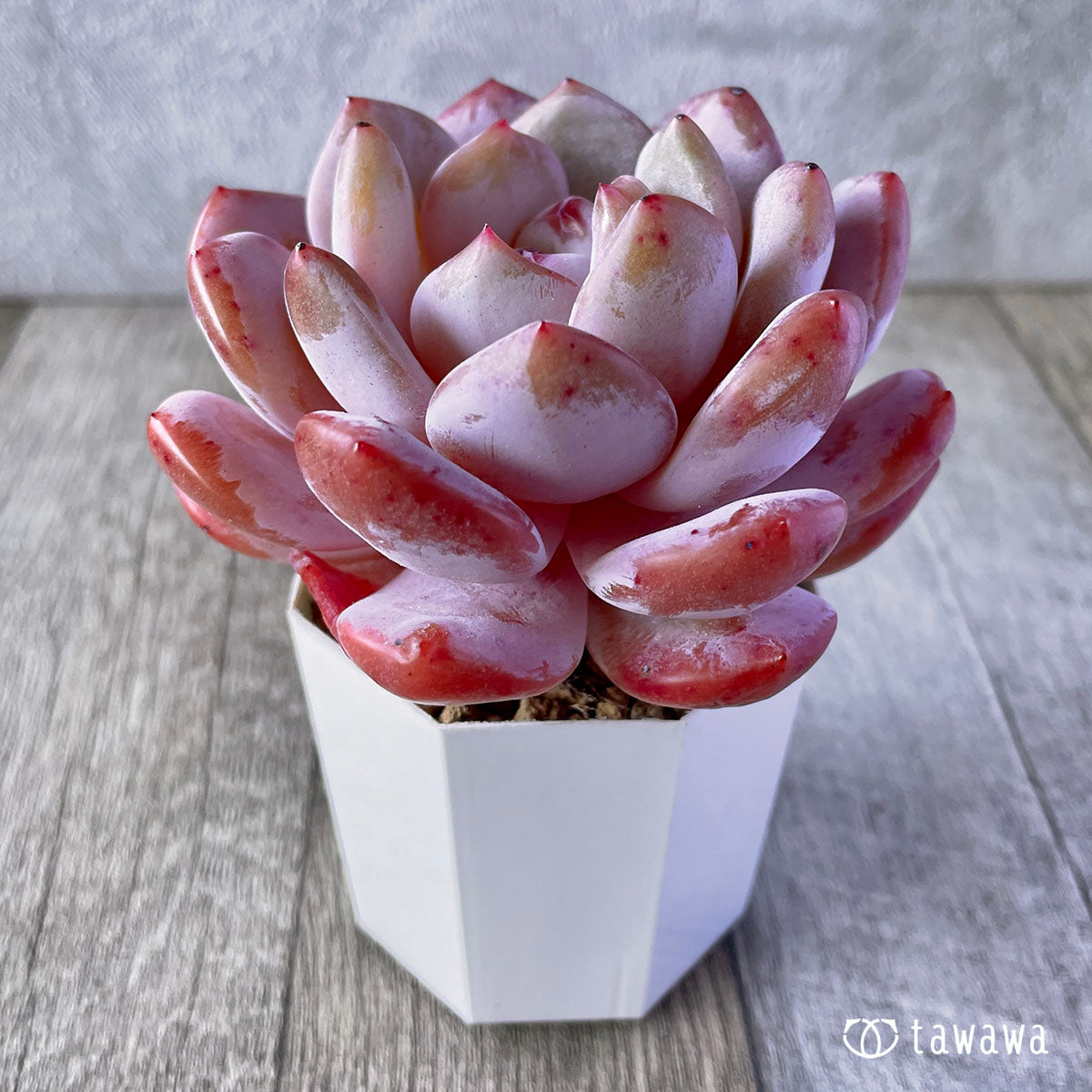 《特大》オレンジモンロー　