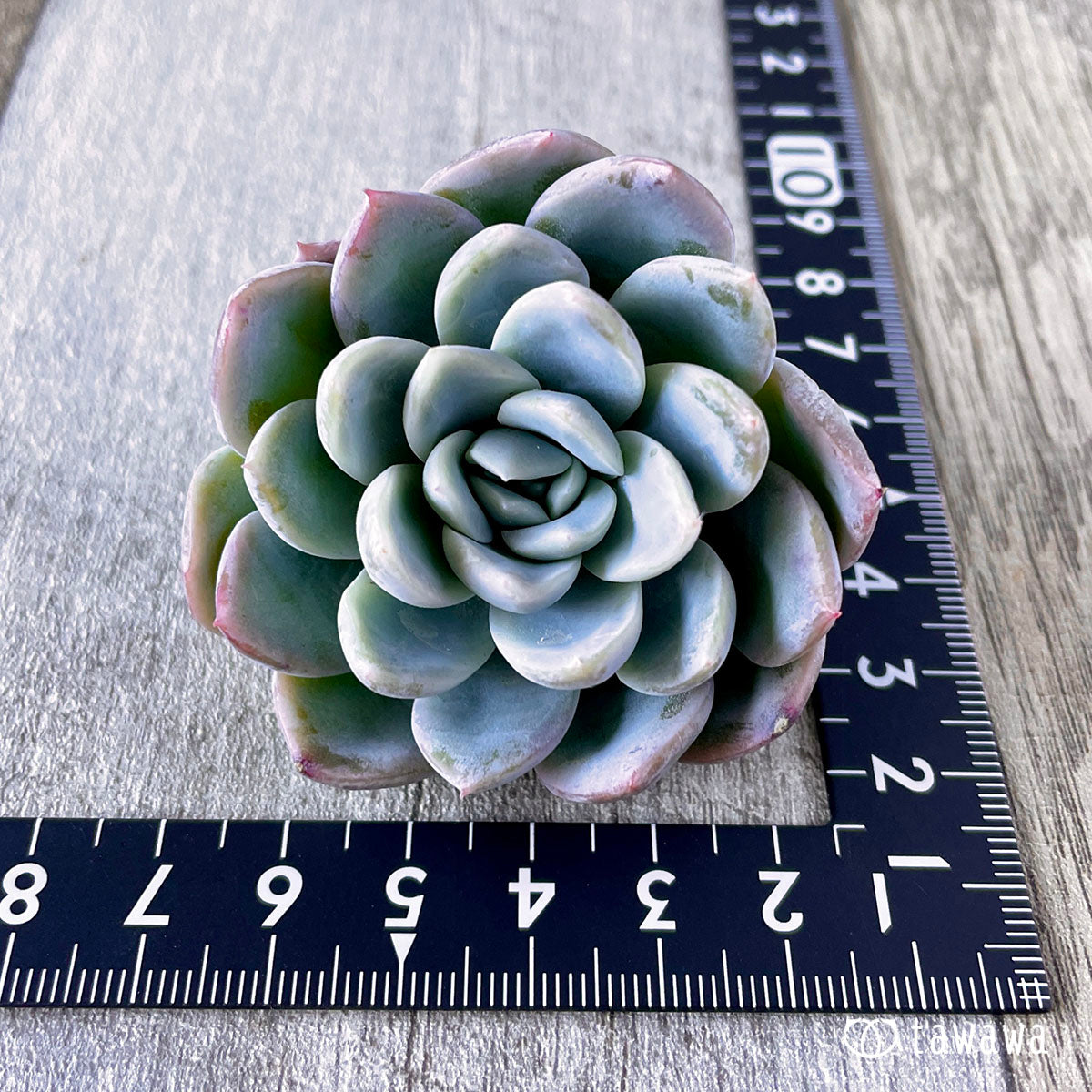 New Arrivals: Ice Green