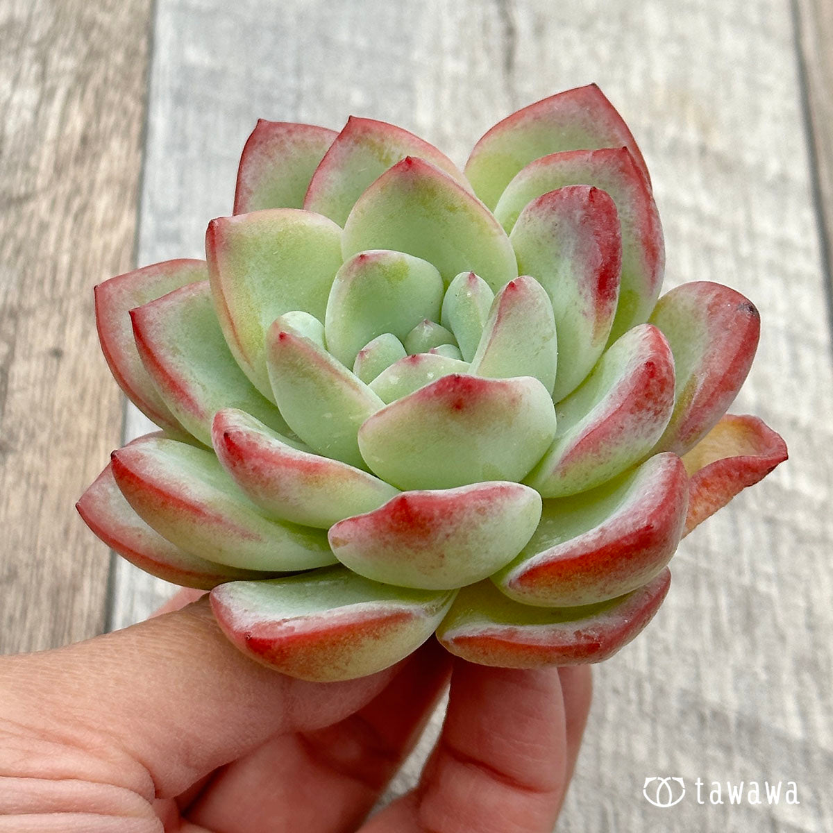 アマビレ