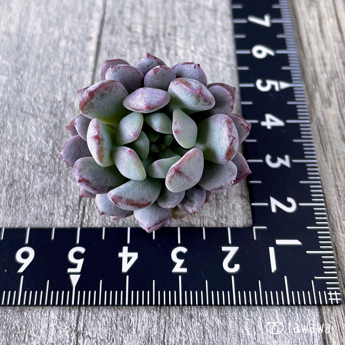 New Arrivals: Ice Green