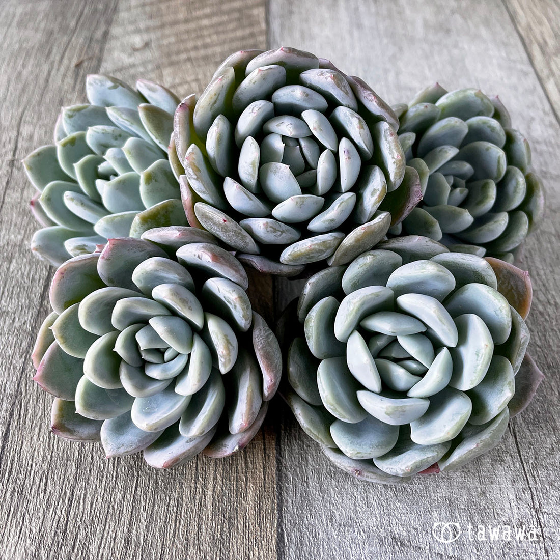 New Arrivals: Ice Green