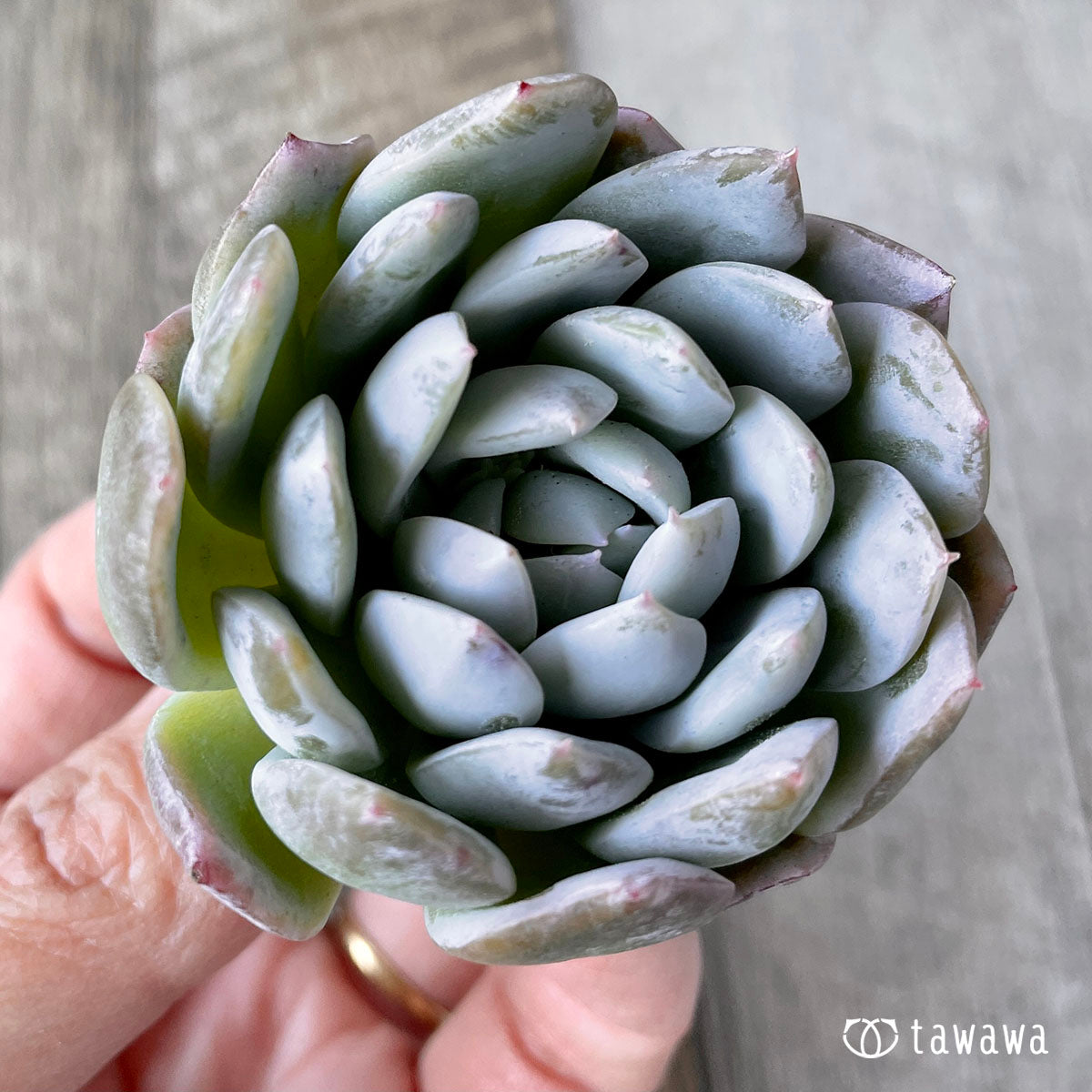 New Arrivals: Ice Green