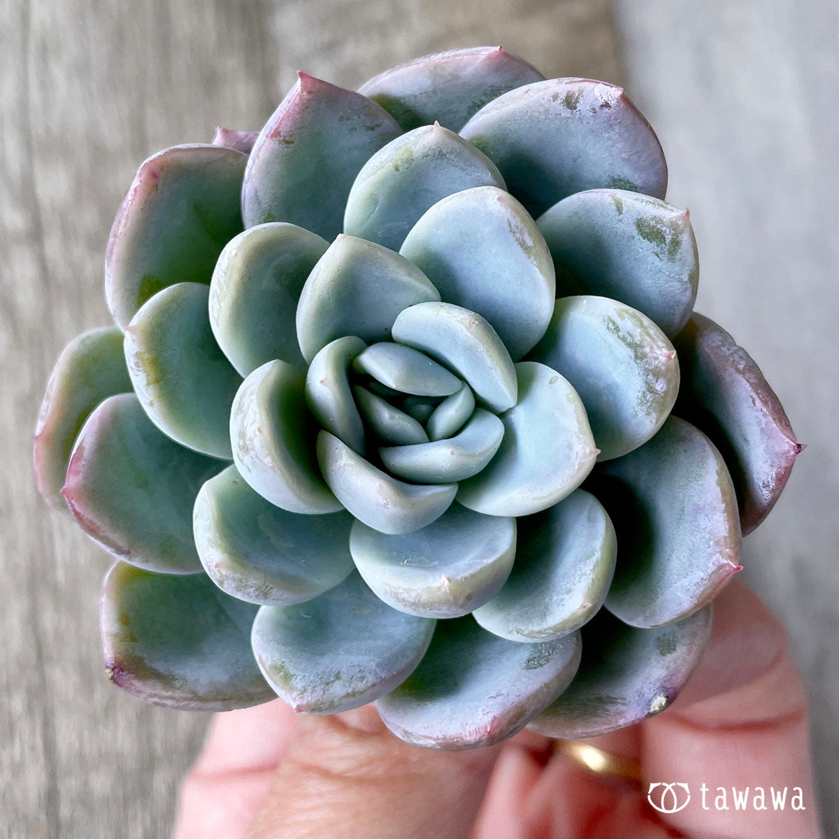 New Arrivals: Ice Green
