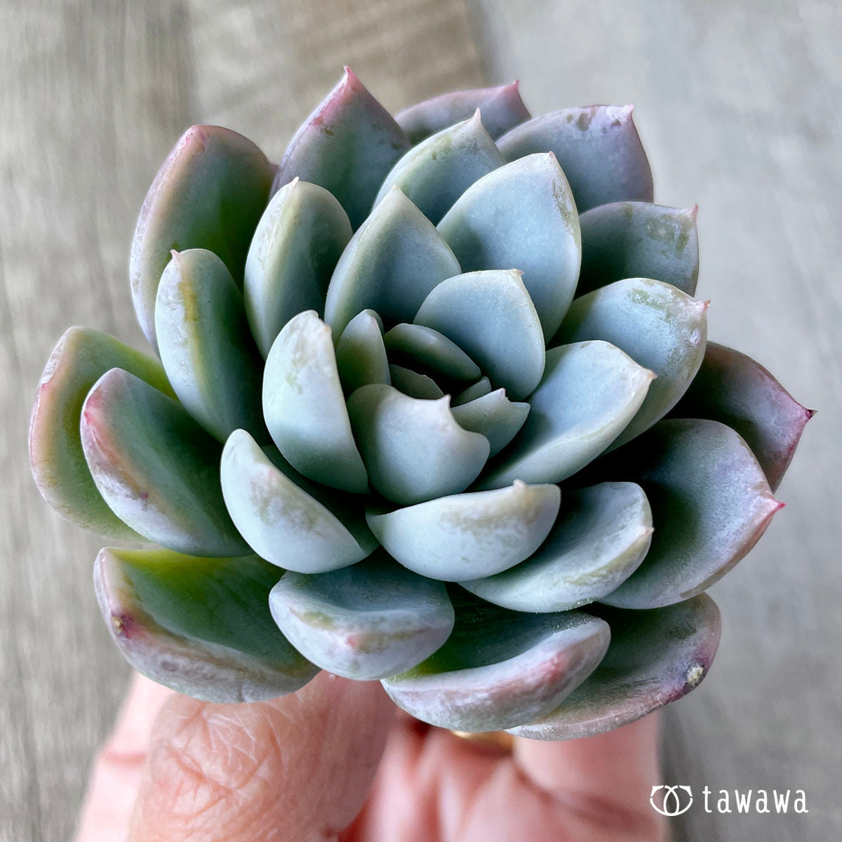 New Arrivals: Ice Green