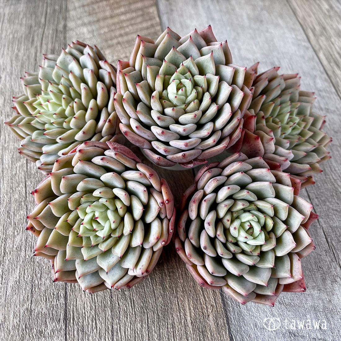 New Arrivals: Ice Green