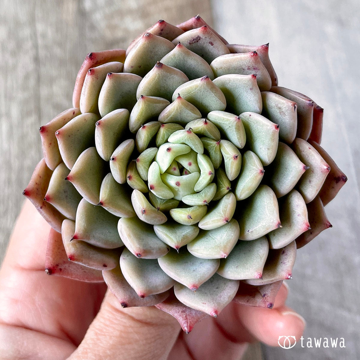 New Arrivals: Ice Green