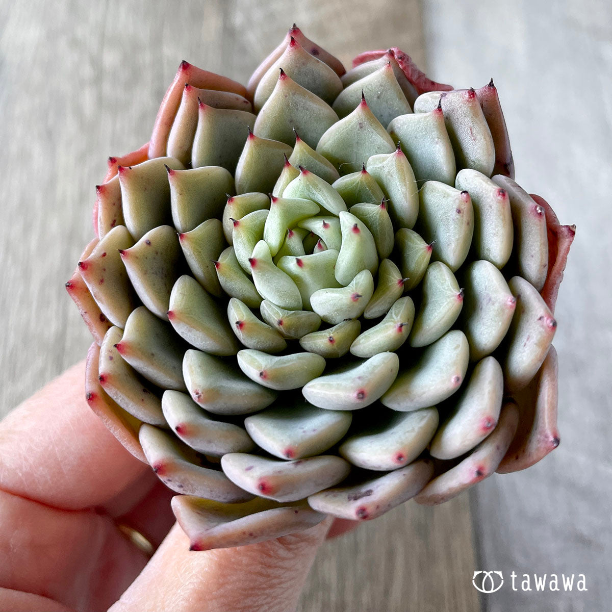 New Arrivals: Ice Green