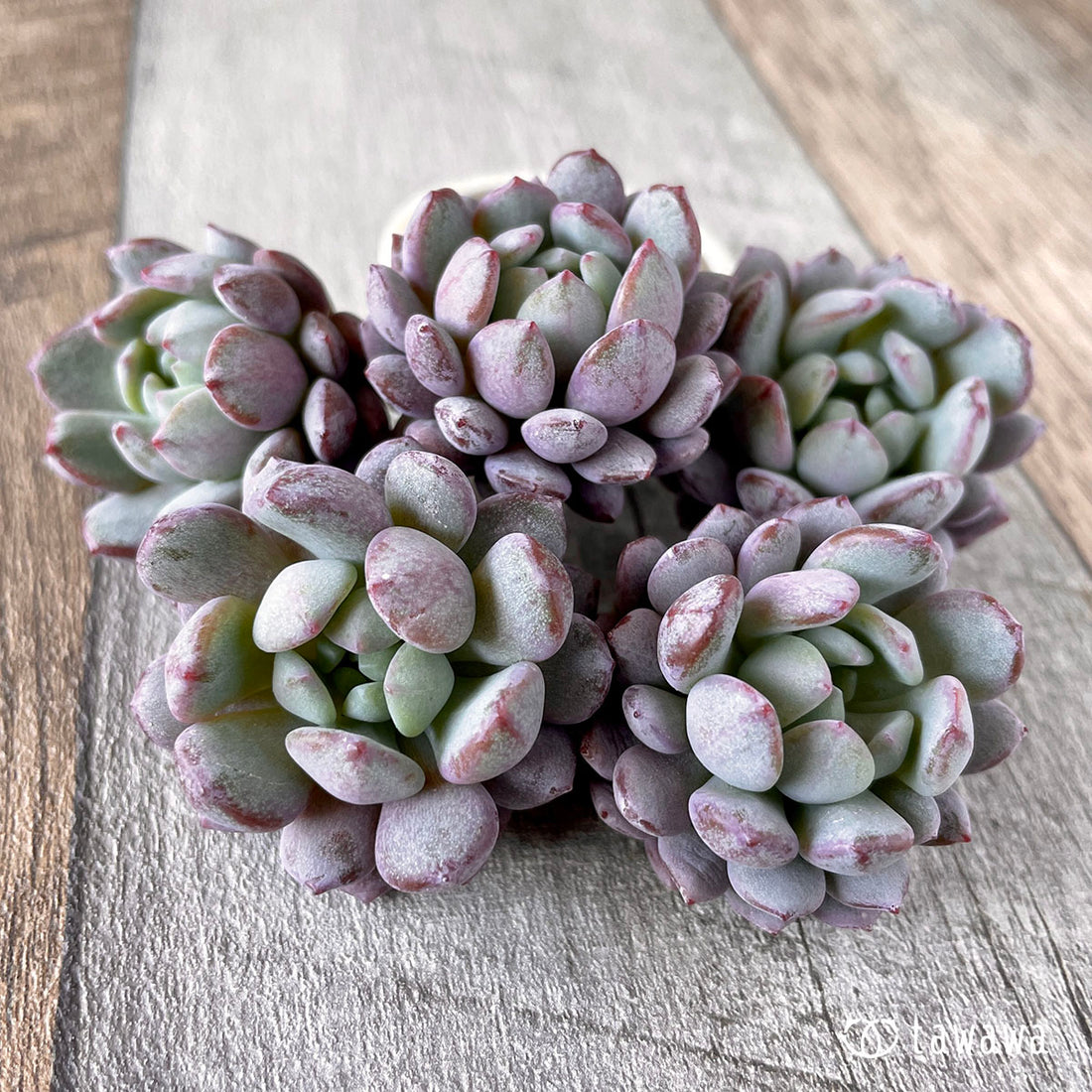 New Arrivals: Ice Green