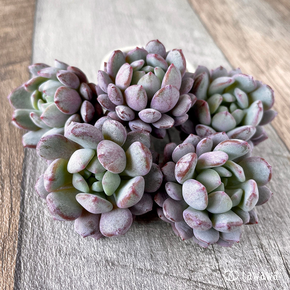 New Arrivals: Ice Green