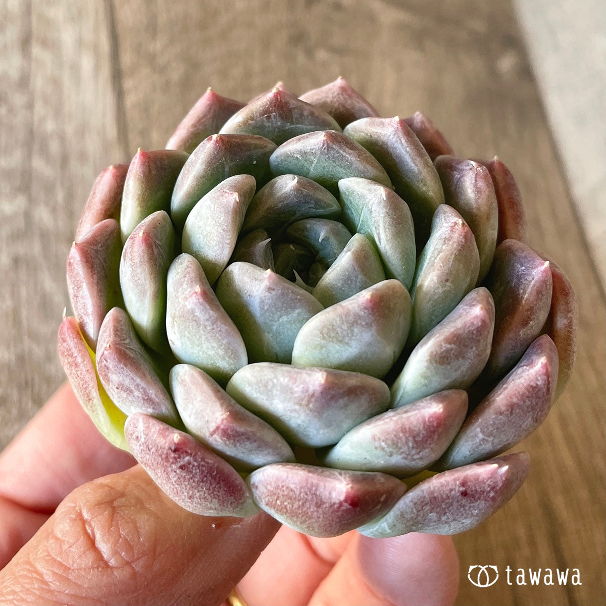 Hiarina Hyarina