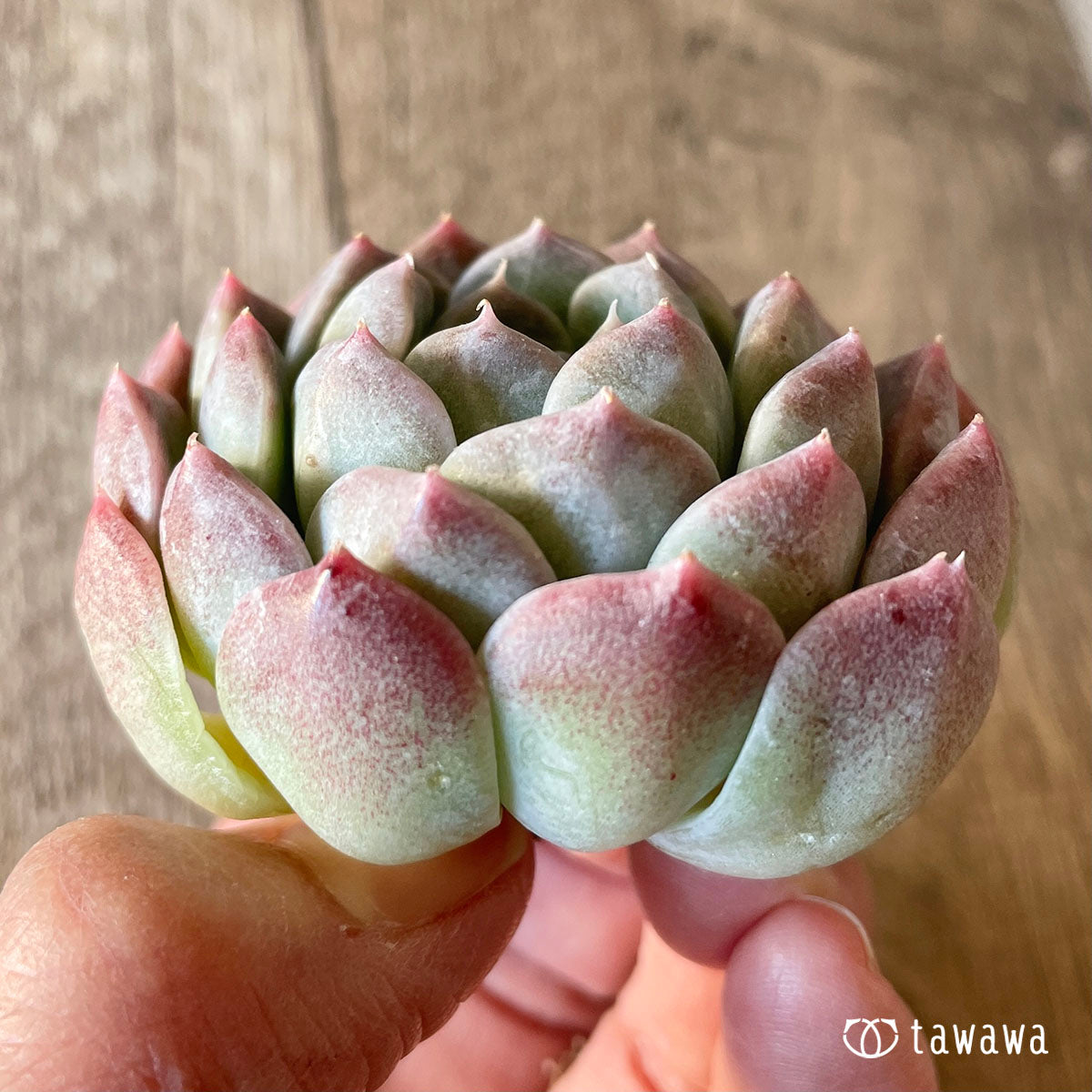 Hiarina Hyarina