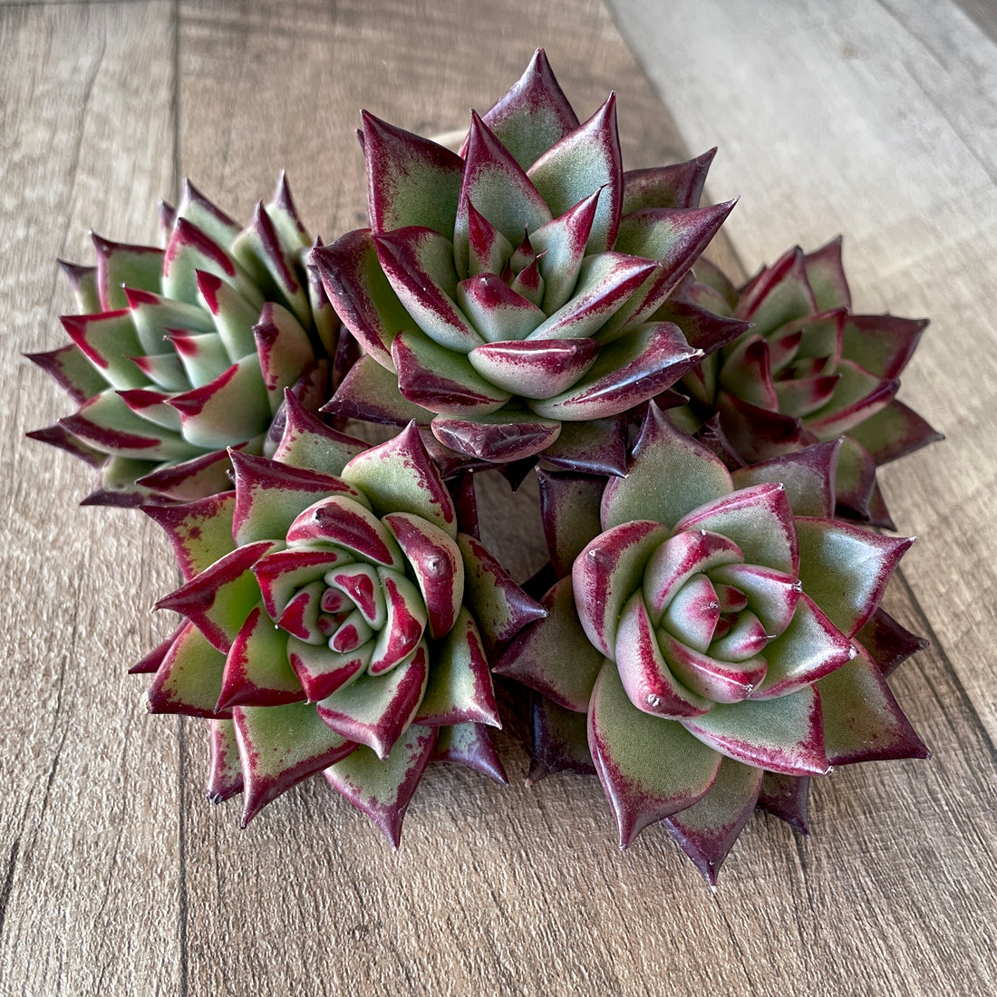 New Arrivals: Ice Green