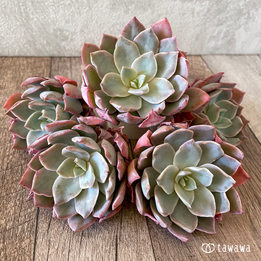 New Arrivals: Ice Green