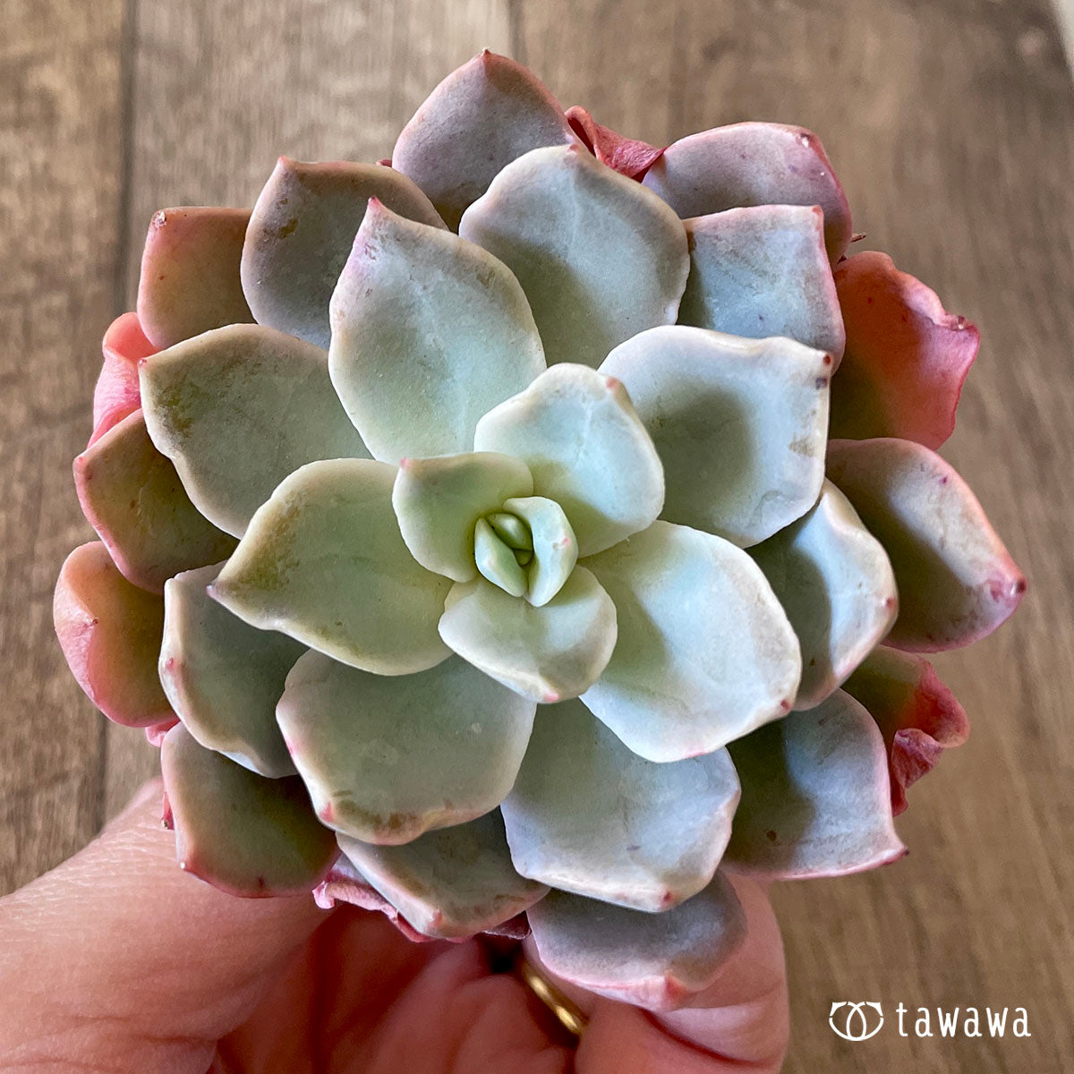 New Arrivals: Ice Green
