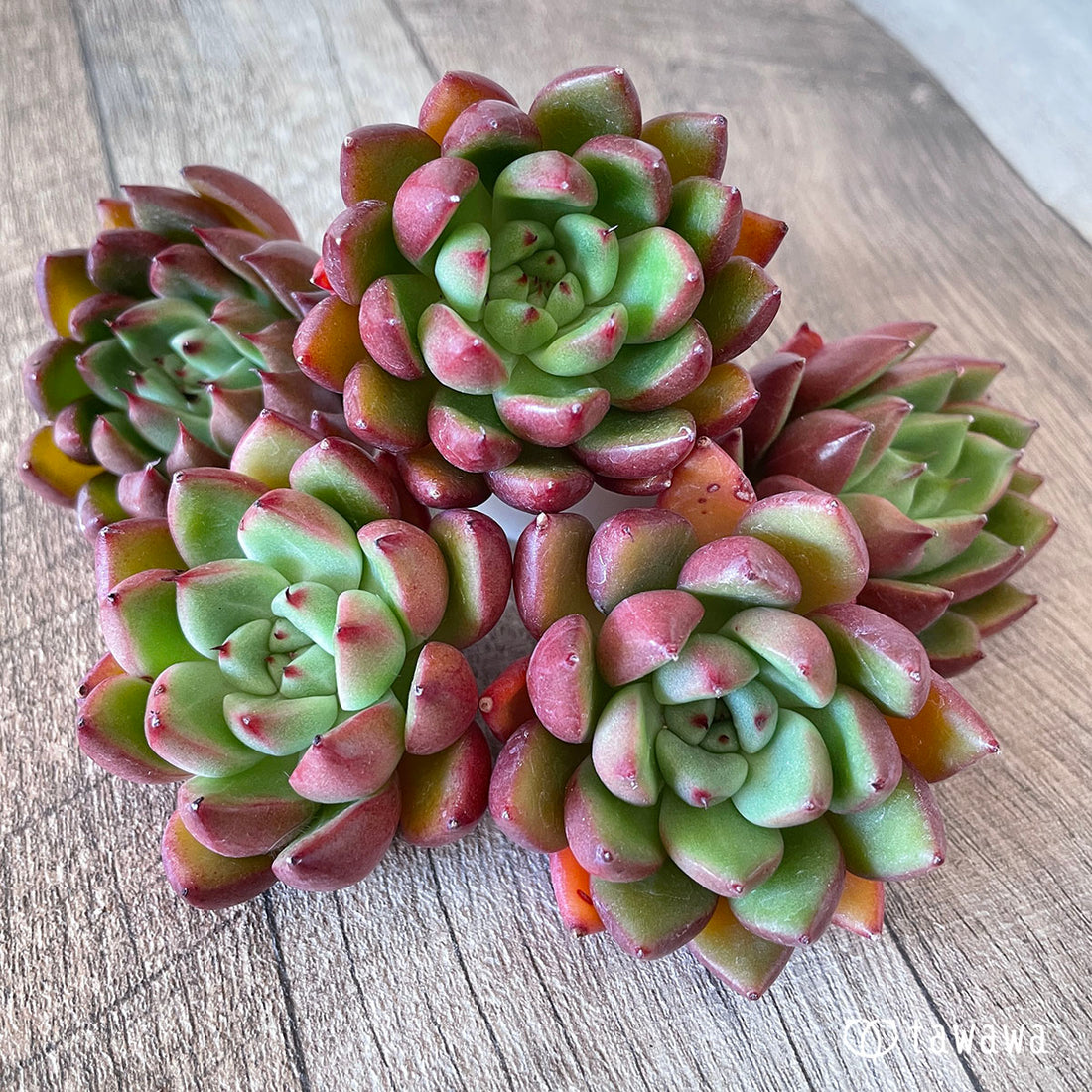 New Arrivals: Ice Green