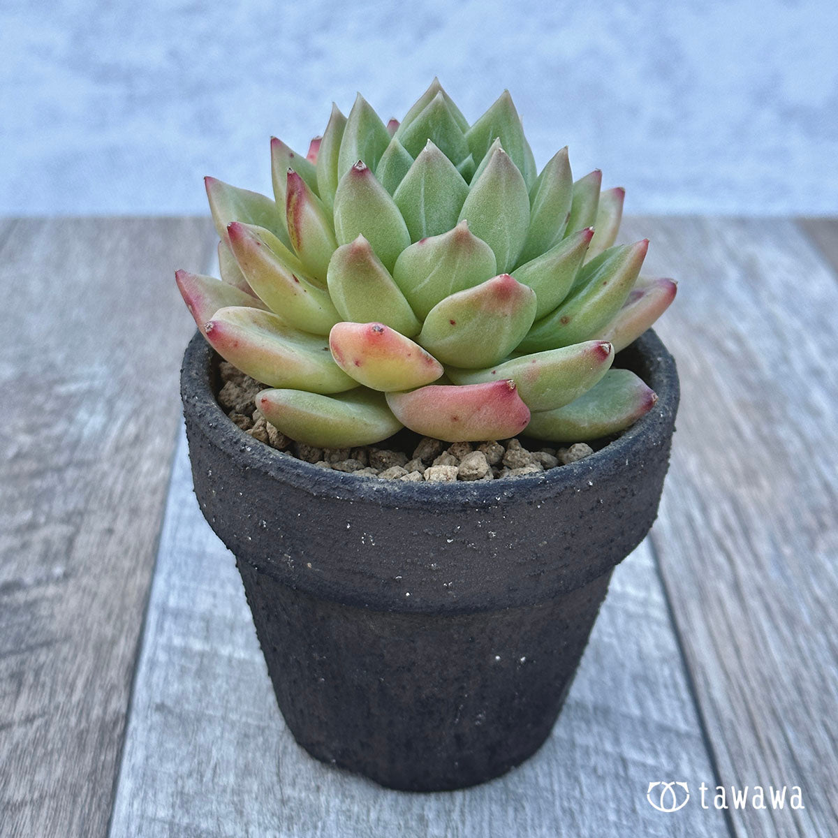 슈퍼 제리
