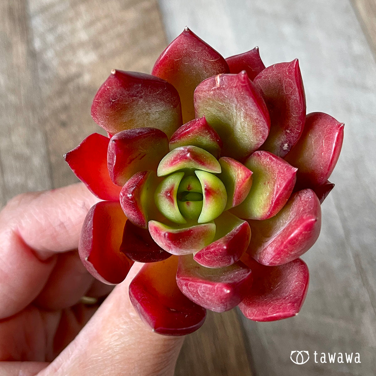 Led real red