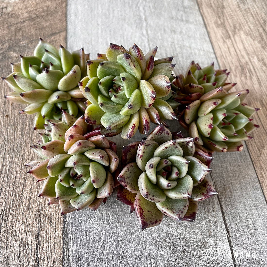 New Arrivals: Ice Green