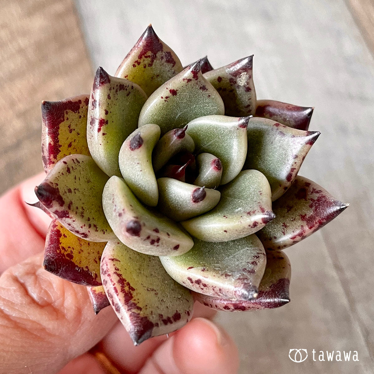 New Arrivals: Ice Green