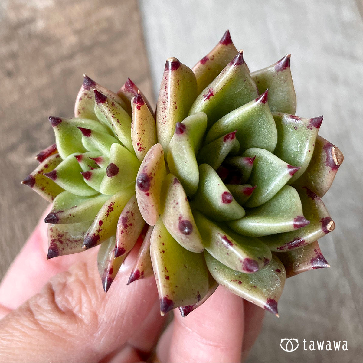 New Arrivals: Ice Green
