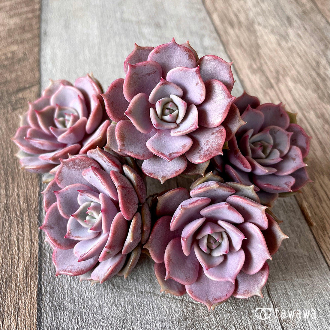 New Arrivals: Ice Green