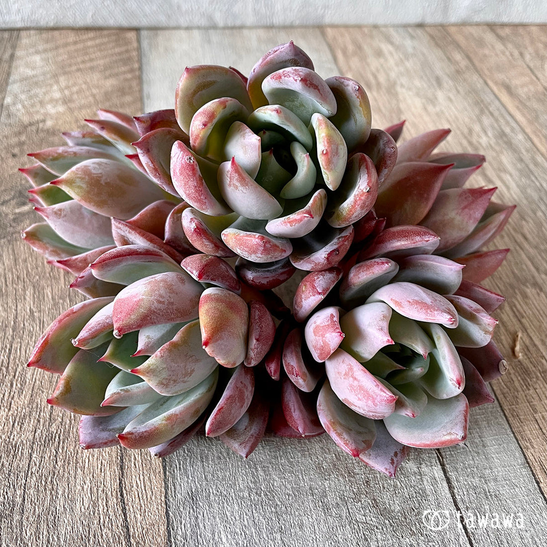 New Arrivals: Ice Green