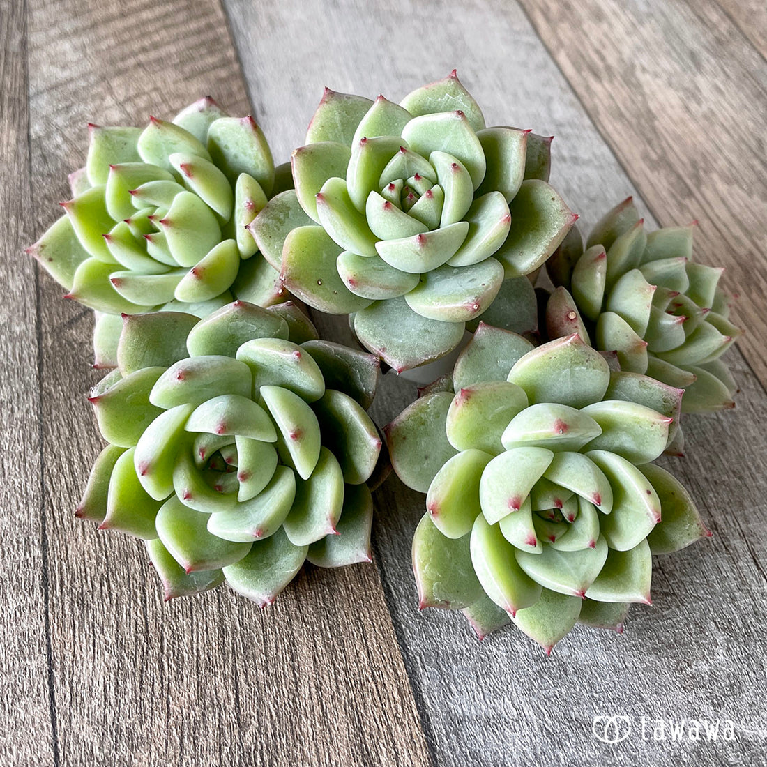 New Arrivals: Ice Green