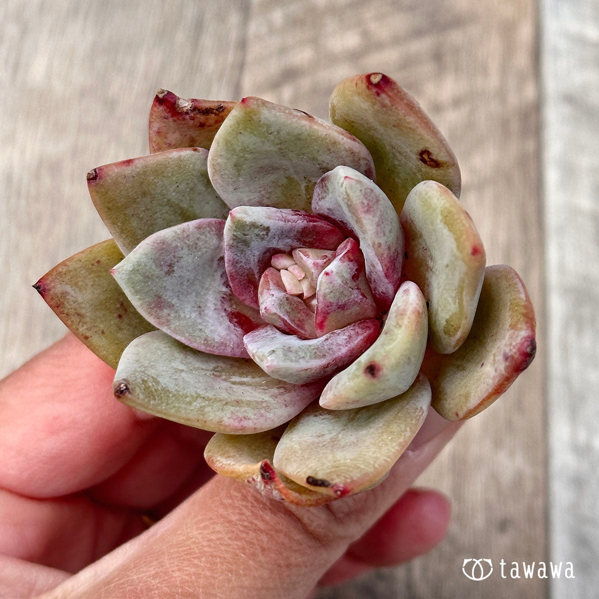 多肉植物 ドイツシャンペン錦♡希少葉挿し① - 植物/観葉植物