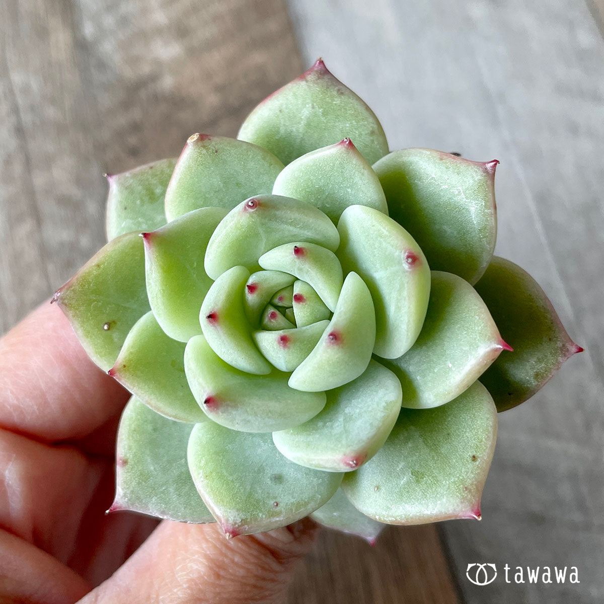 New Arrivals: Ice Green