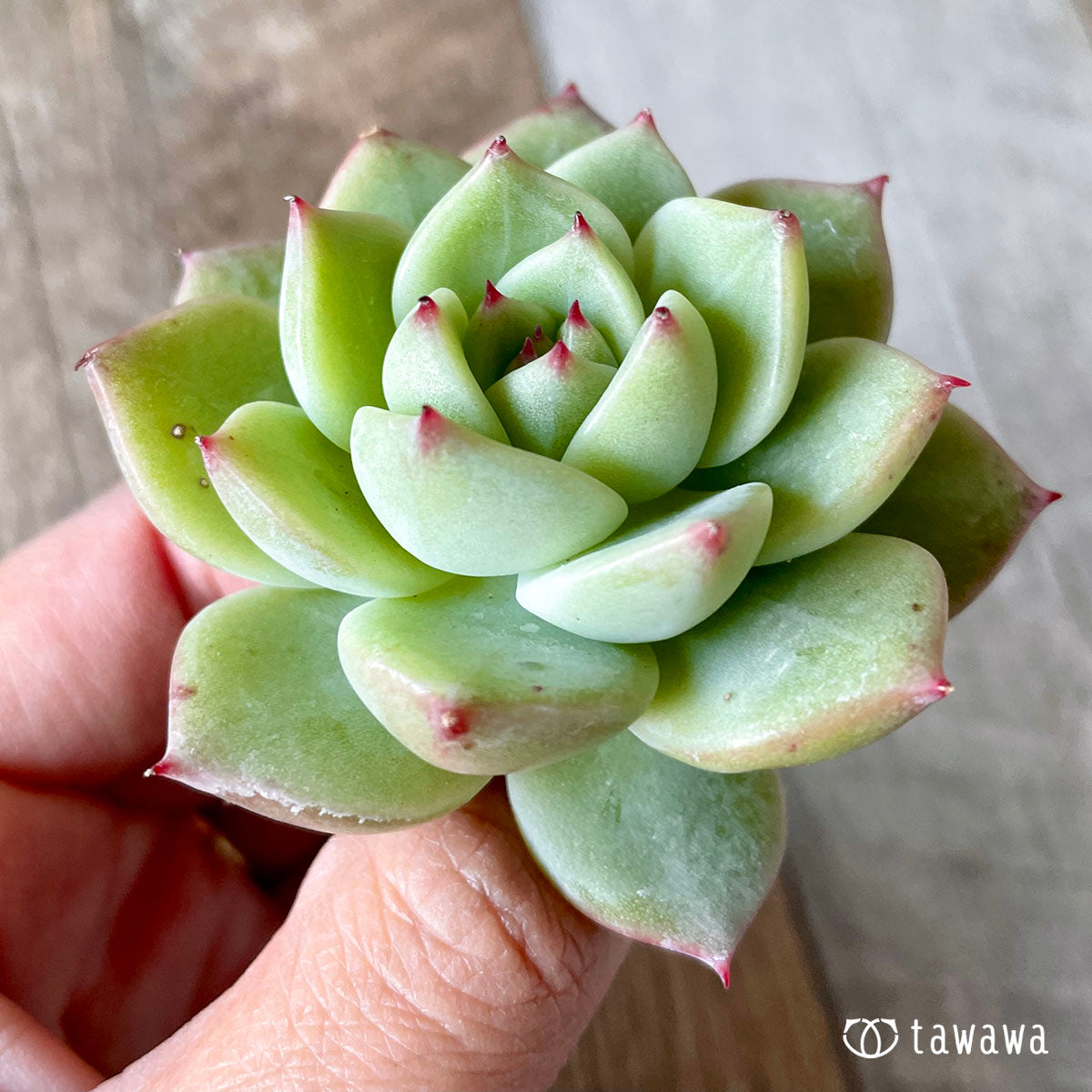 New Arrivals: Ice Green