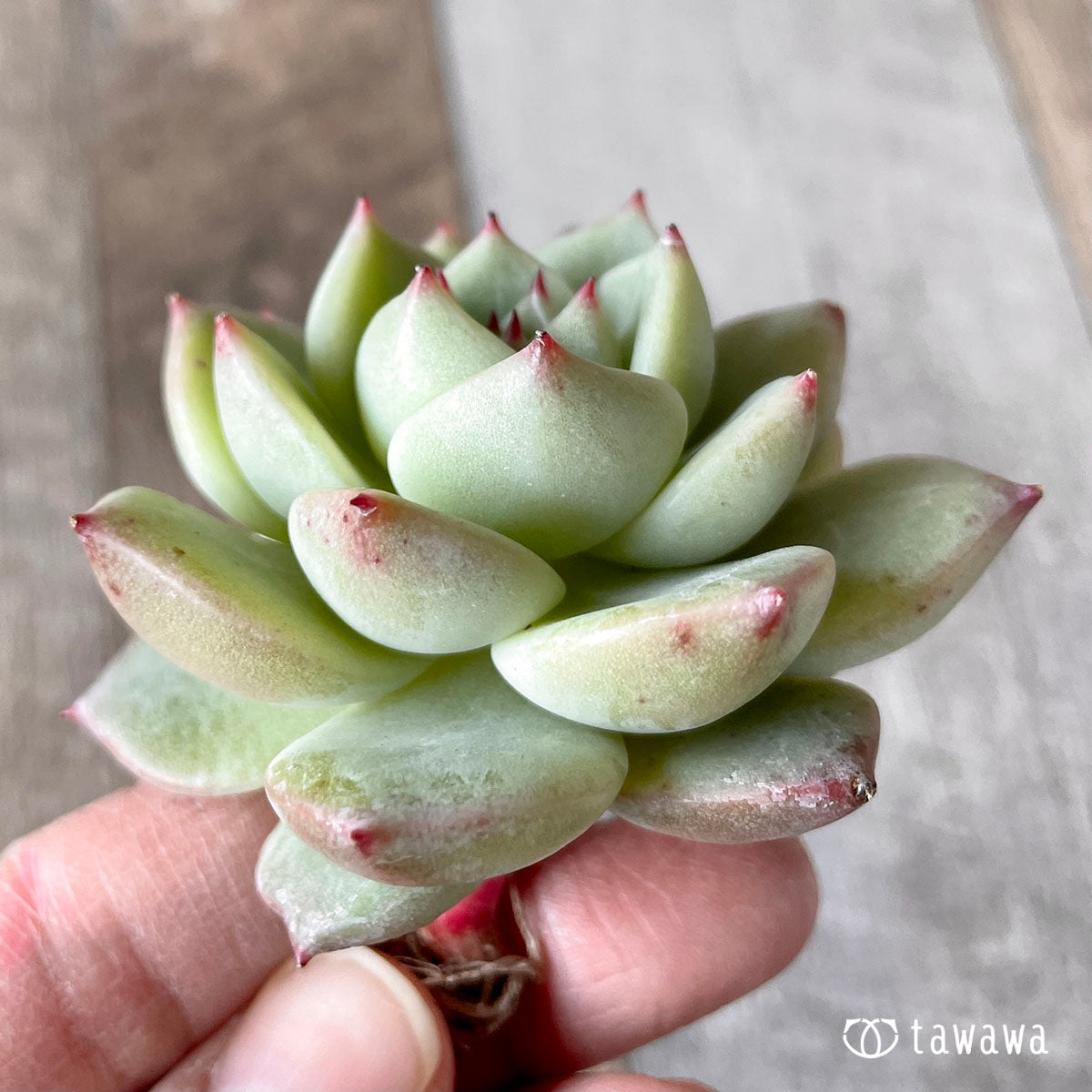 New Arrivals: Ice Green