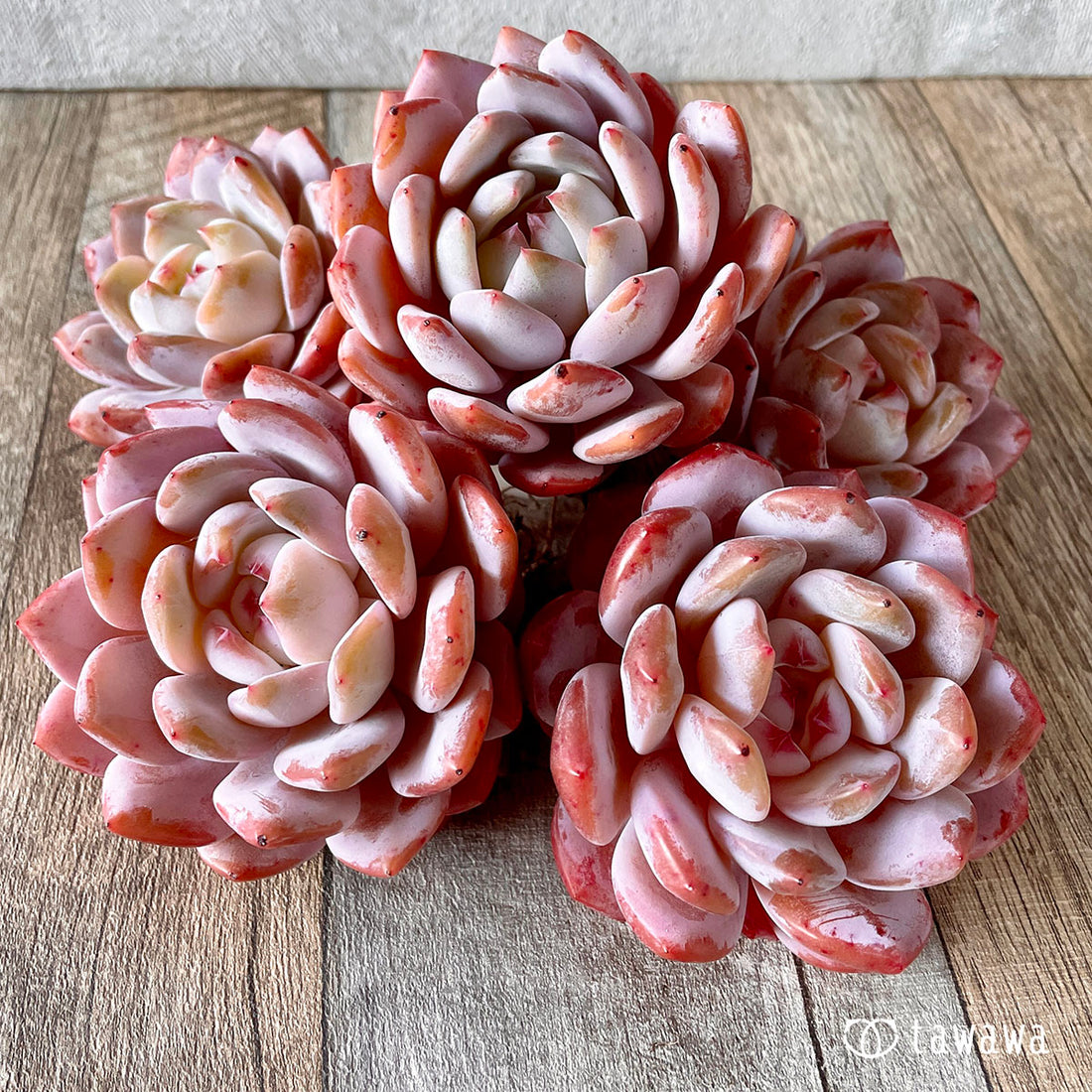 《Oversized》Orange Monroe Orange Monroe