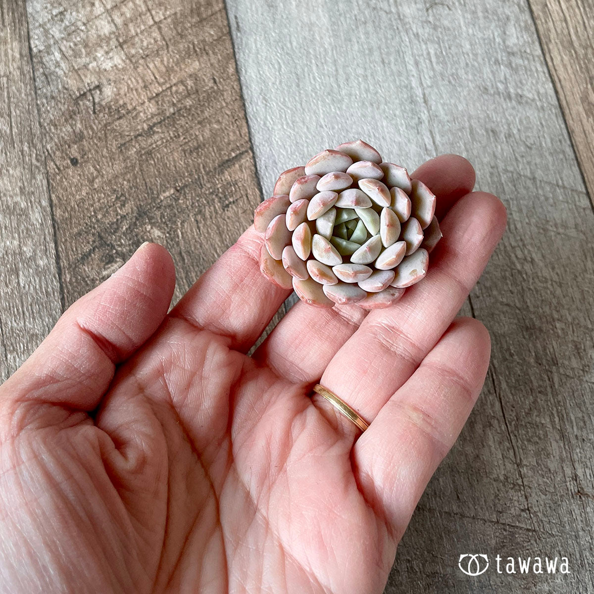 clara (flowering plant of genus Clara)
