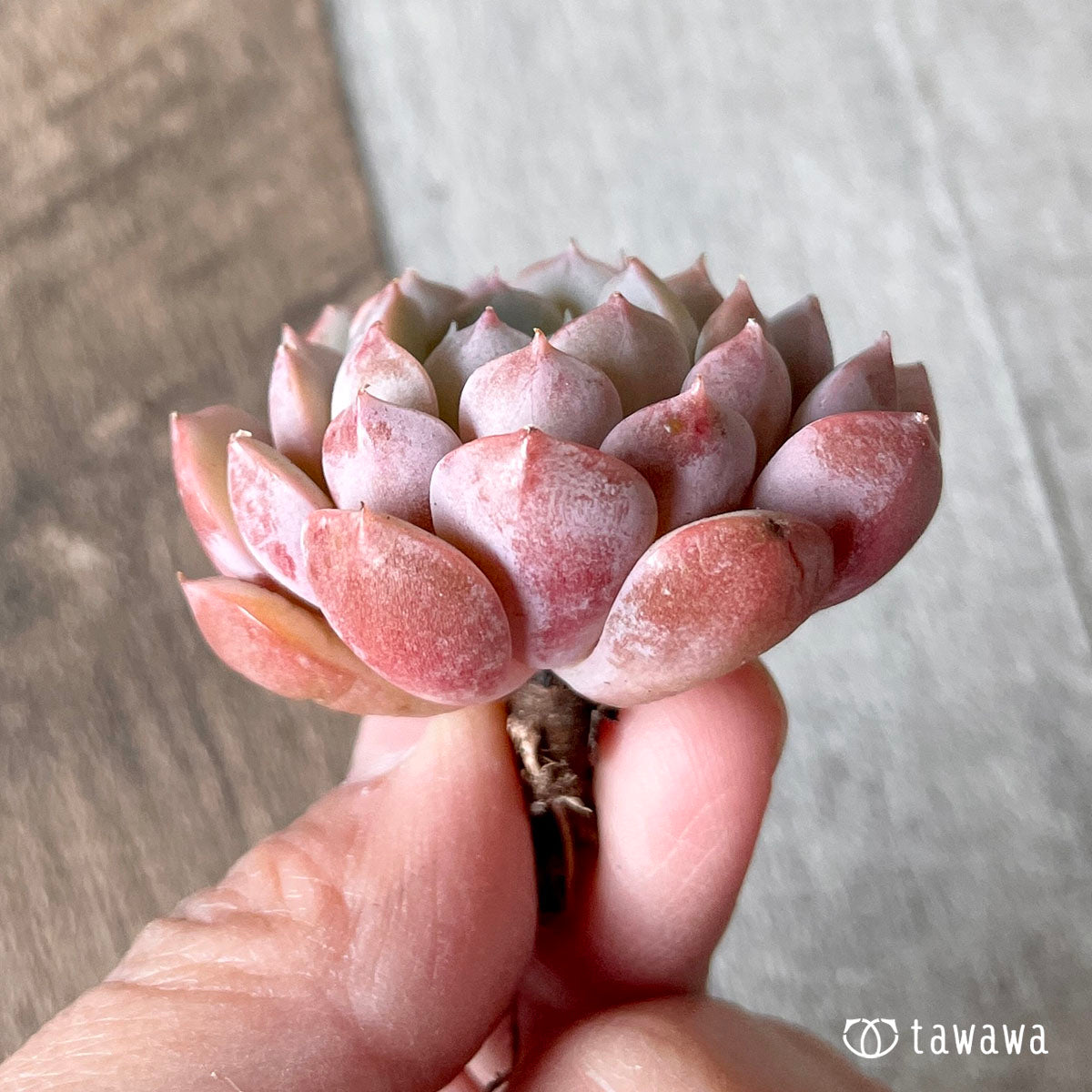 clara (flowering plant of genus Clara)