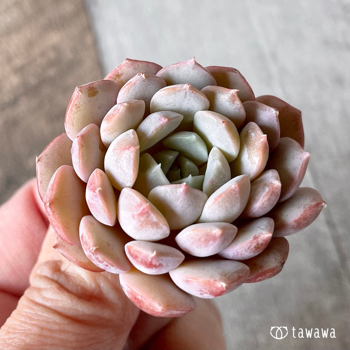 clara (flowering plant of genus Clara)