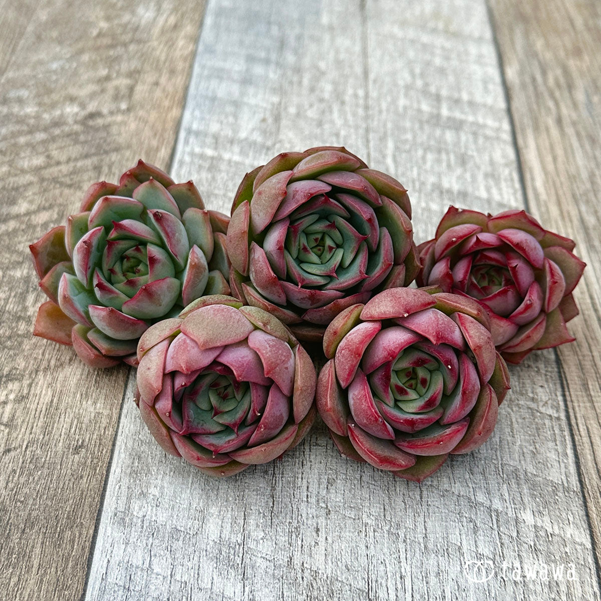 Dragon Pink