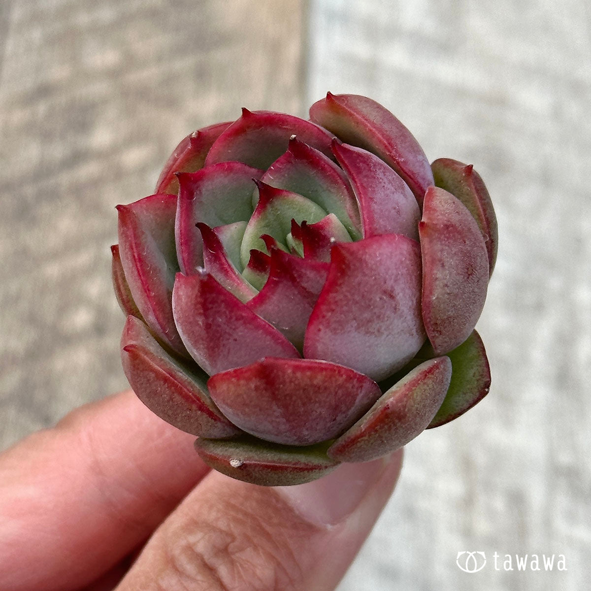 Dragon Pink