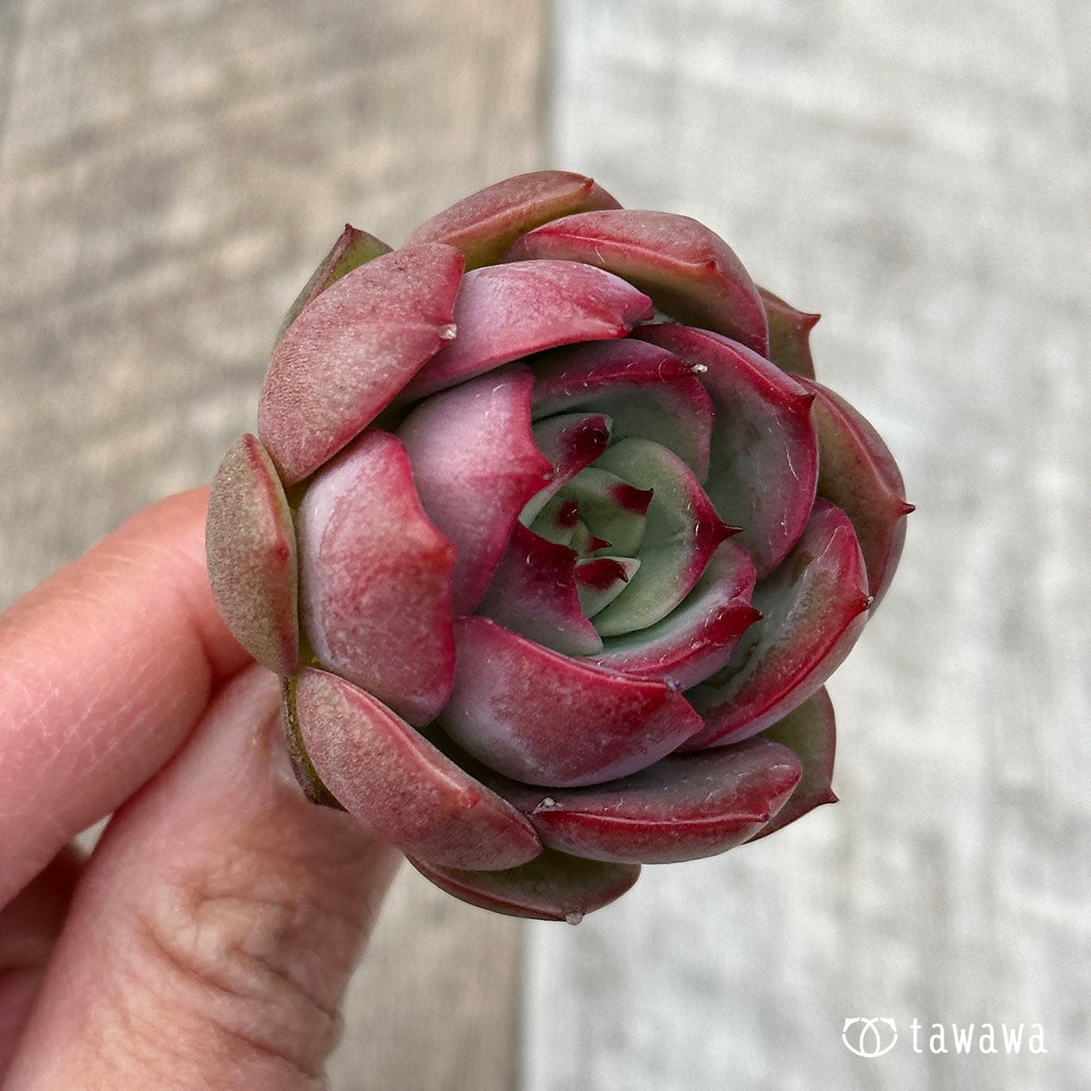 Dragon Pink